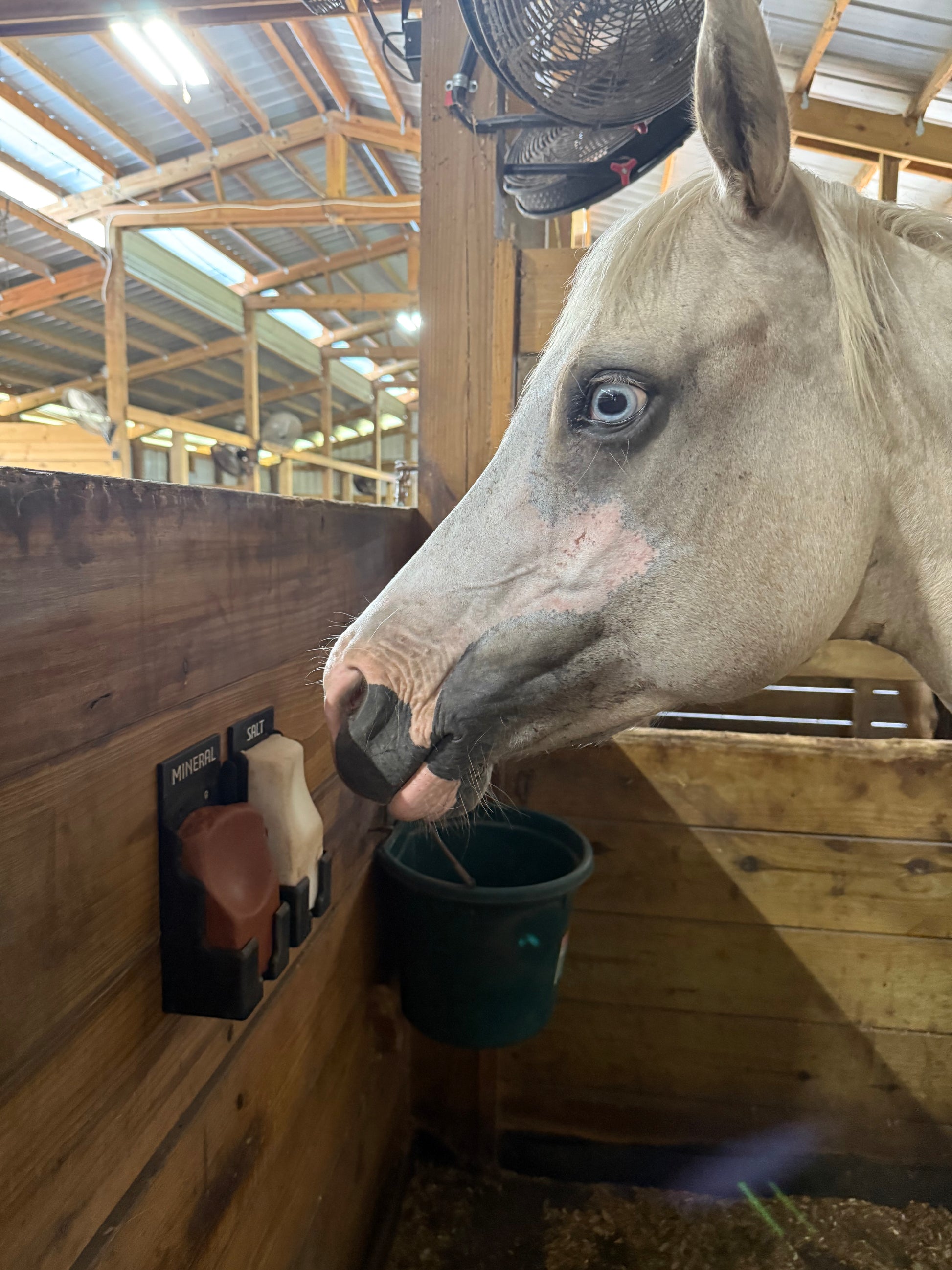4lb Horse Salt & Mineral Block Holder – Personalized Name Option
