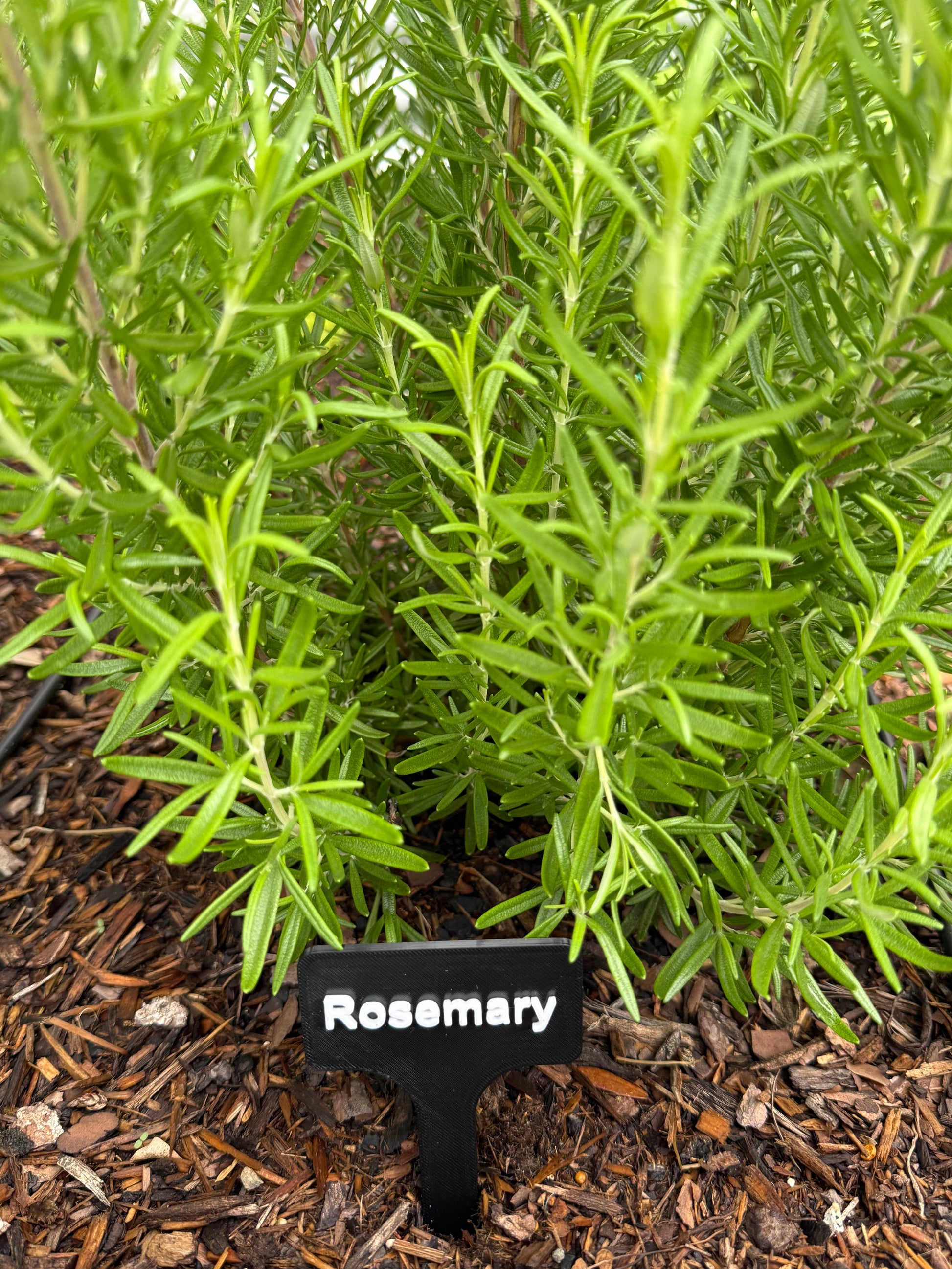 Custom Garden Marker – 3D Printed Plant Label with Raised Text | PETG | Weatherproof Tag for Herbs, Veggies, Flowers
