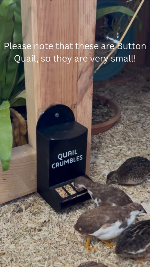 Anti-Spill Grate for Apollo’s Printing Chicken Feeders – Reduce Waste & Keep Feed Clean – Made in USA